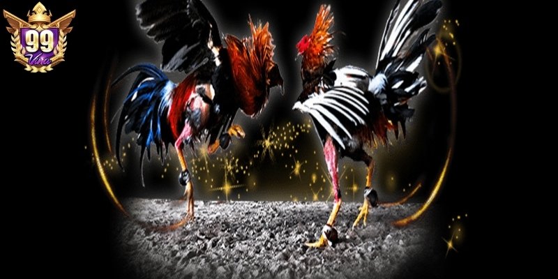 Những điều hấp dẫn đằng sau trực tiếp đá gà C3 hôm nay