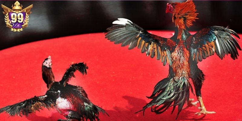 Tham gia cá cược đá gà 99Vina đầy hứng khởi