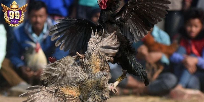 Thông tin chung về việc livestream  trận đấu kê hấp dẫn