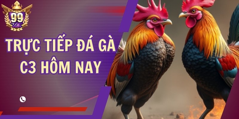 Trực Tiếp Đá Gà C3 Hôm Nay – Đấu Trường Kịch Tính, Cược Căng