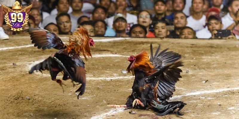 Ưu điểm khi theo dõi livestream đấu kê Campuchia